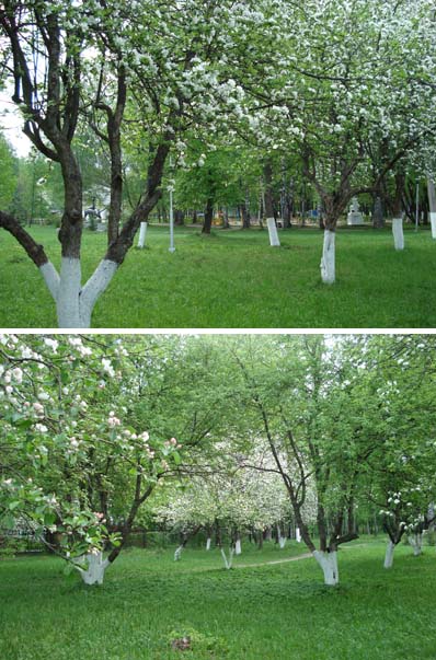 В шумерлинском городском парке культуры и отдыха яблони цветут …
